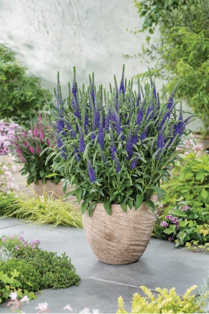 Вероніка колосиста блакитна у вазоні в саду